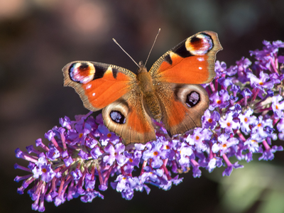 Butterfly - Credit: Graham-Martin iStock-1292882880